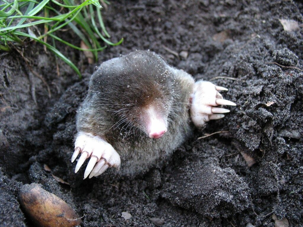 Mole in Dirt
